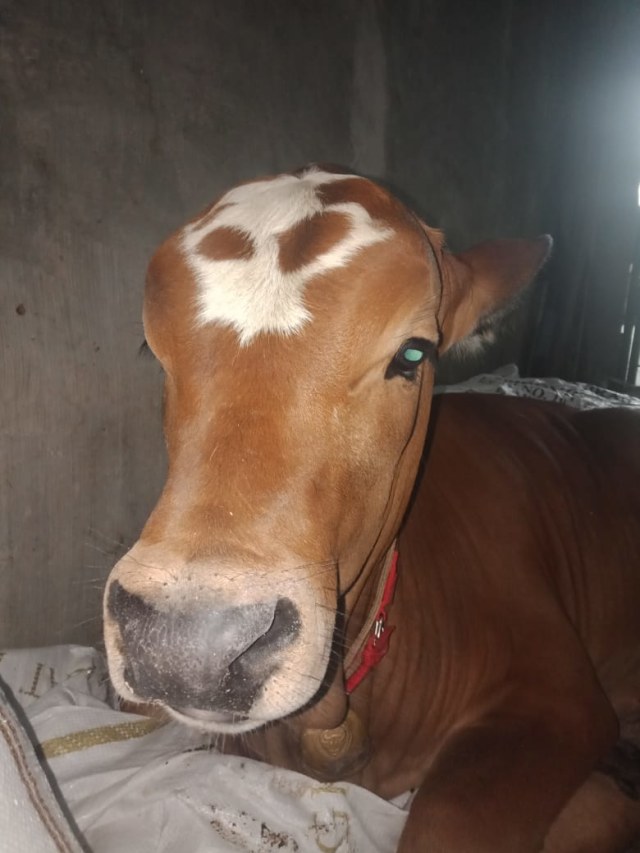 Pedro Lukito, sapi berumur 45 hari yang viral di TikTok. Foto:  Dok. Novitasari