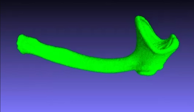 Tulang penis hewan yang mirip sendok es krim. Foto: Proceedings of the Royal Society B/ Charlotte Brassey