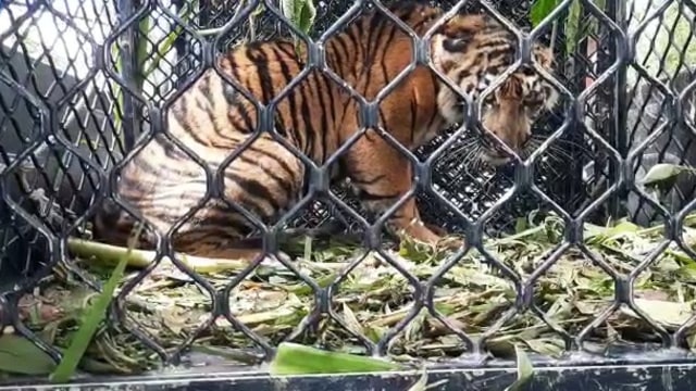 Harimau Sumatera Yang Terjerat Kawat Kembali Dilepaskan Ke Hutan Lindung Aceh Kumparan Com