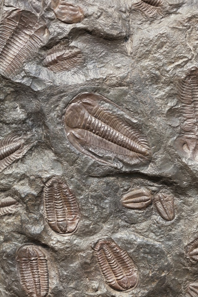 Ilustrasi fosil hewan prasejarah. Foto: Pixabay