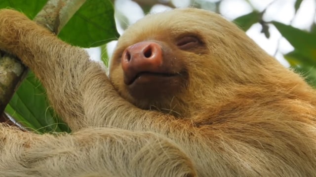 Kungkang yang Sedang Tertidur. Foto: Screen Youtube Calm