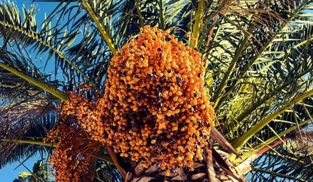 Ilustrasi pohon kurma yang sudah berbuah.  Foto: Pixabay