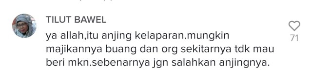 Viral Video Pertarungan Kucing Lawan Anjing yang Serang Bocah (521190)