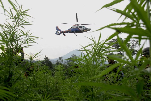 Foto: Pemusnahan 10 Hektare Ladang Ganja di Kaki Gunung Seulawah Agam, Aceh (520047)