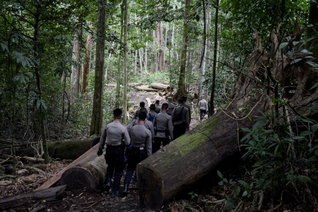 Foto: Pemusnahan 10 Hektare Ladang Ganja di Kaki Gunung Seulawah Agam, Aceh (520045)