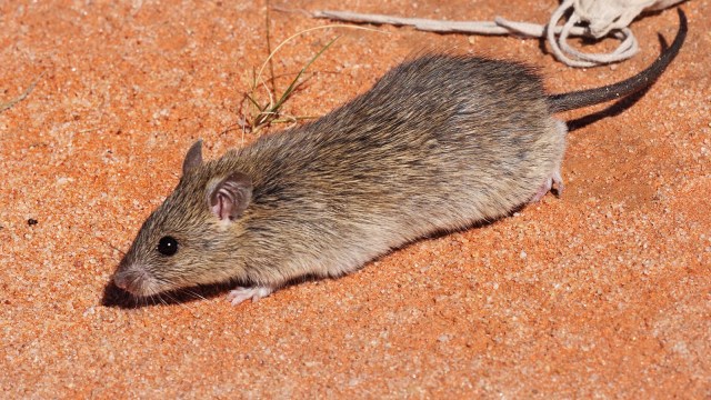 Ilustrasi tikus | Wikimedia Commons