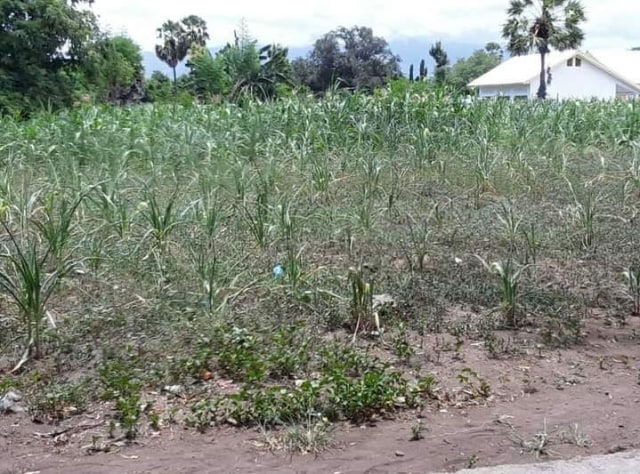 Kondisi jagung di wilayah Kecamatan Kangae yang terdampak kekeringan. Foto : Albert Aquinaldo.