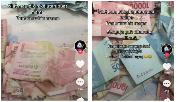 Niat Beri Kejutan Umrah Ibu, Uang 50 Juta Pria Ini Ludes Dimakan Rayap (121012)