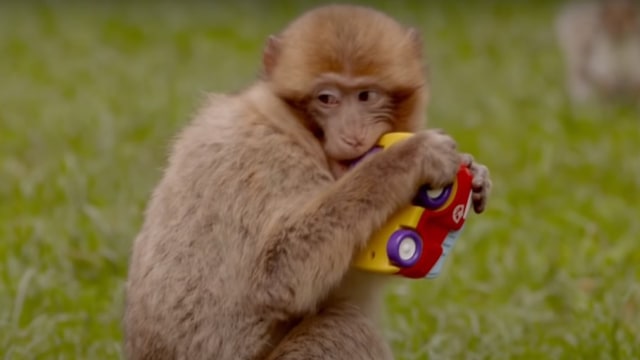 Seekor Monyet yang Sedang Bermain dengan Miniatur Mobil. Foto: Screen Youtube BBC