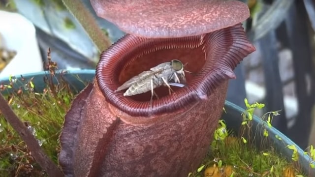 Tumbuhan karnivora dan serangga. Foto: Screen Youtube 食虫植物TV