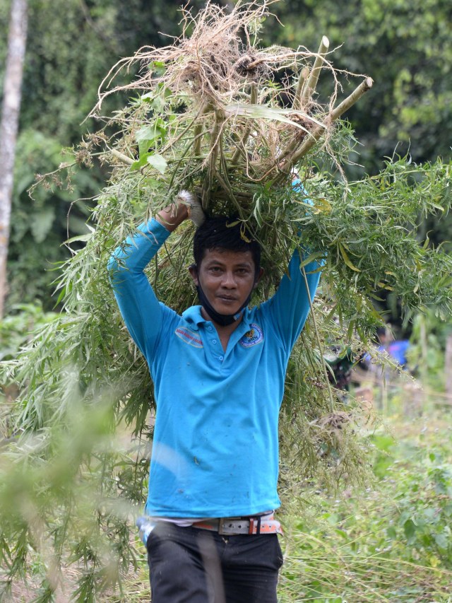 Petugas Badan Narkotika Nasional Provinsi Aceh memikul tanaman ganja sebelum dimusnahkan dengan cara dibakar saat operasi narkotika di perbukitan Gunung Seulawah, Kecamatan Seulimum, Kabupaten Aceh Besar, Aceh, (22/10). Foto: Ampelsa/Antara Fot