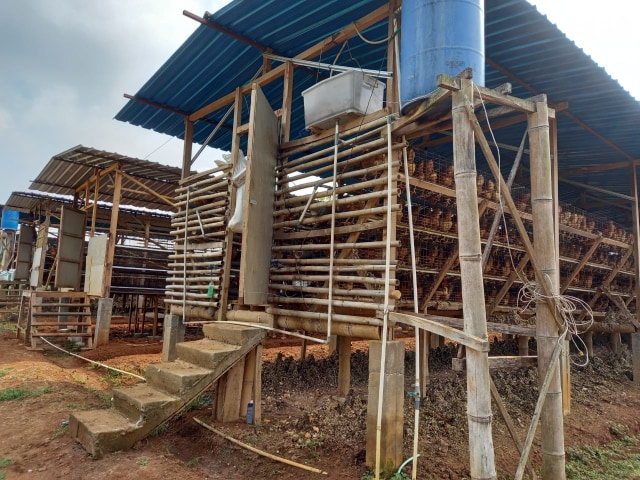 Kandang ayam milik tersangka yang terletak di Dukuh Ngesong, RT 1/RW 2, Kelurahan Puhgogor, Kecamatan Bendosari, Sukoharjo