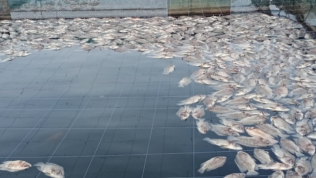 Ikan yang mati di keramba warga di Danau Toba. Foto: Dok. Istimewa