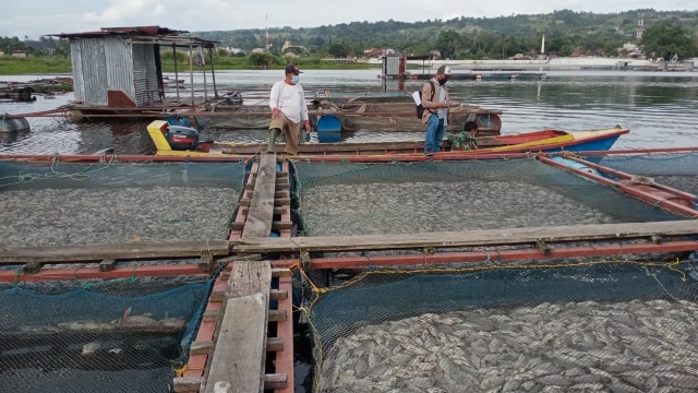 109 Ton Ikan di Keramba Jaring Apung Danau Toba Mati Mendadak (12616)