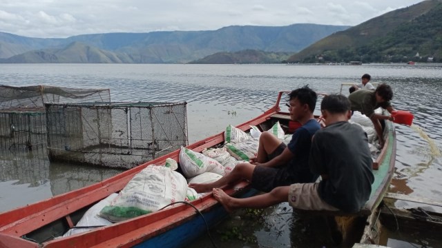 Warga saat mengumpulkan bangkai ikan yang mati di keramba Danau Toba. Foto: Dok. Istimewa