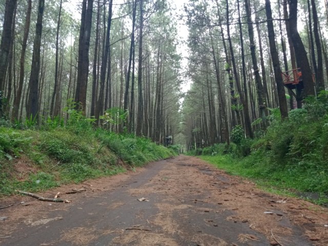 Hutan Pinus Semeru. Foto: Rizal Adhi