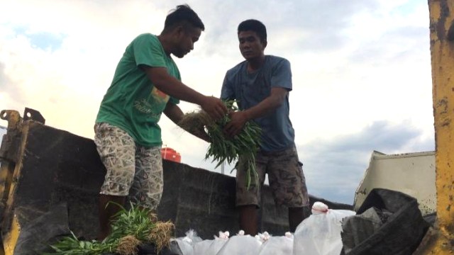 Penyaluran bantuan bibit lele untuk penyintas gempa dan likuefaksi di huntara Petobo, Kota Palu, Sulteng. Foto: Istimewa