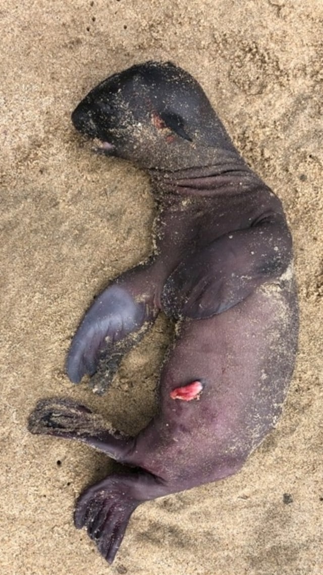 Janin anjing laut mati terlihat di pantai dekat Pelican Point, Namibia (30/9). Foto: Naude Dreyer/Ocean Conservation Namibia/Handout via REUTERS