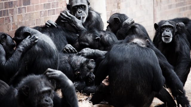 Sekelompok Simpanse. Foto: PublicDomainPictures from Pixabay