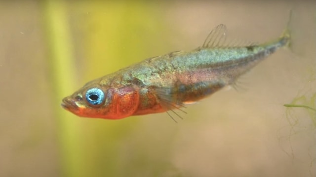 Ikan Stickleback. Foto: Screen Youtube Jack Perks Wildlife Media