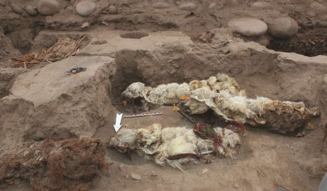 Mumi Llama Korban Ritual Misterius Ditemukan, Begini Wujudnya (1)