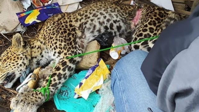 Proses evakuasi Macan Tutul Jawa (Panthera pardus melas) di Cimanggu Foto: Instagram/@bbksda jabar
