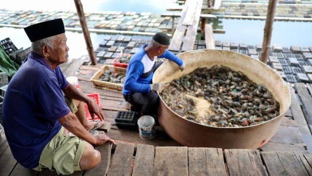 Foto: Melihat Bisnis Budidaya Kepiting Soka di Banda Aceh ...