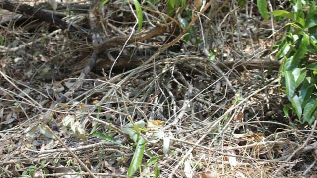 Di sini gambar ini ada seekor ular yang sedang bersembunyi, di manakah dia? Foto: Facebook/Brisbane Snake Catchers