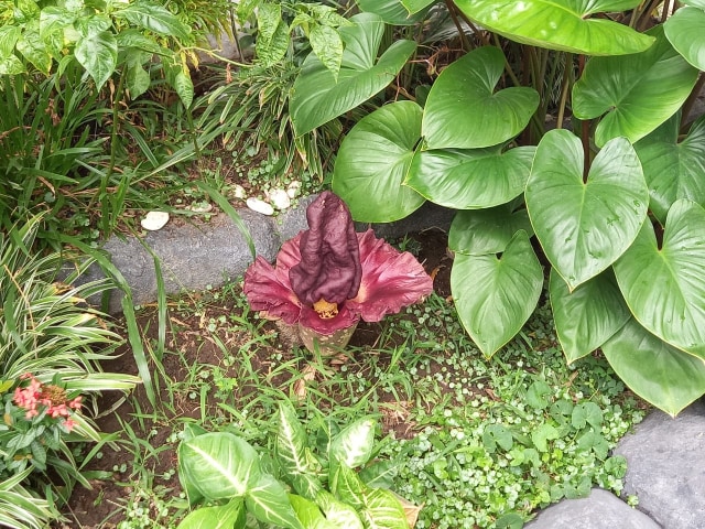 Bunga Bangkai Suweg tumbuh di pekarangan taman Sekolah Dasar (SD) Panularan 06, Solo, Jawa Tengah. Kemunculan Bungai Bangkai sempat mengejutkan warga serta penjaga sekolah