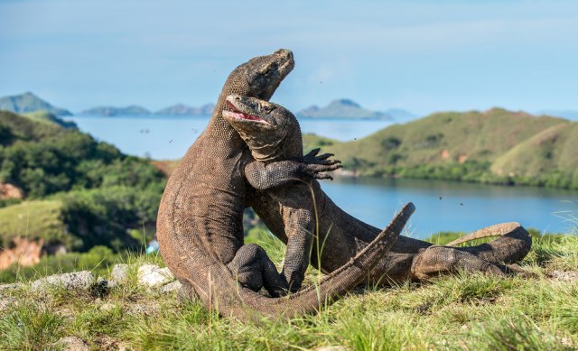 Fakta Komodo, Hewan Reptil Purba yang Punya Bisa Mematikan (1)