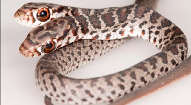 Ular kepala dua di Florida. Foto: FWC Fish and Wildlife Research Institute/Jonathan Mays