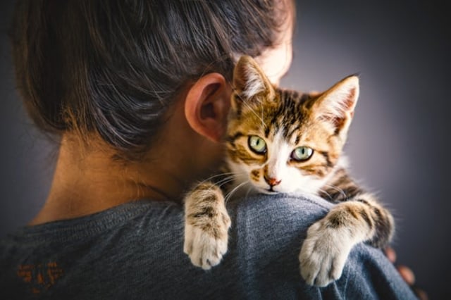 Ilustrasi kucing dan tuannya. Foto: Getty Images
