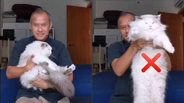 Sepele tapi Penting, Tips Menggendong Kucing yang Benar (13930)