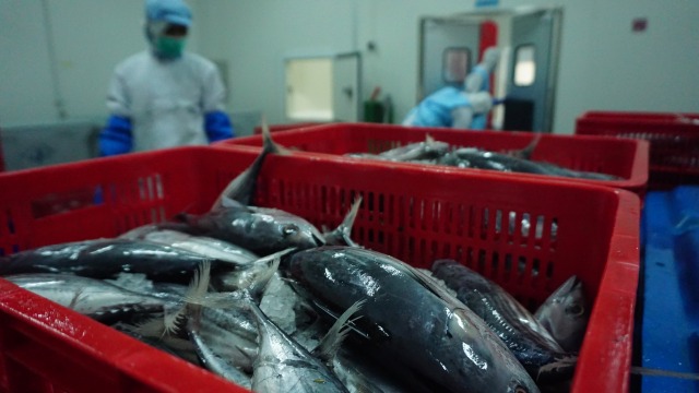Proses produksi ikan tuna milik nelayan Aceh untuk di ekspor keluar negeri. Foto: Zuhri Noviandi/kumparan