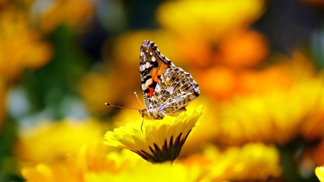 Seekor Kupu-kupu Sedang Melakukan Penyerbukan. Foto: donvikro from Pixabay