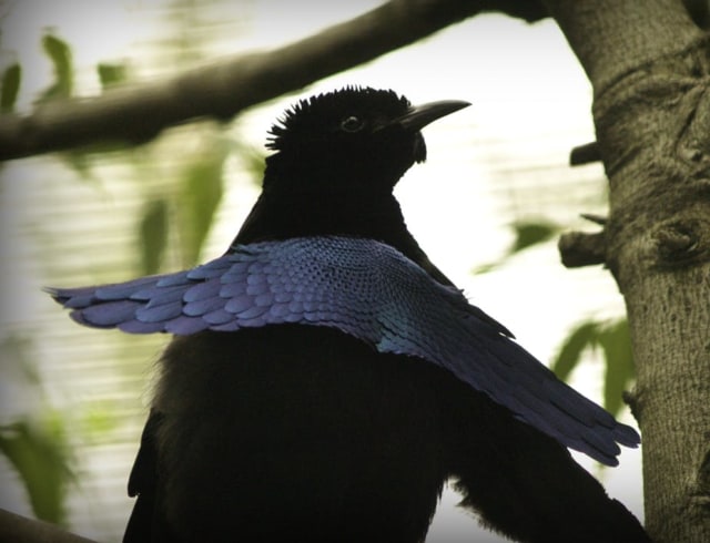Burung Cendrawasih Kerah. Foto: Natasha Baucas/flickr (CC BY-SA 2.0)