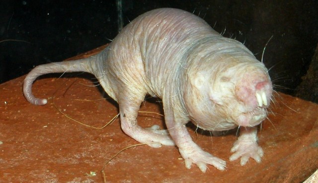 Tikus mol telanjang tanpa bulu dan terlihat menyeramkan.  Foto: wikipedia.org