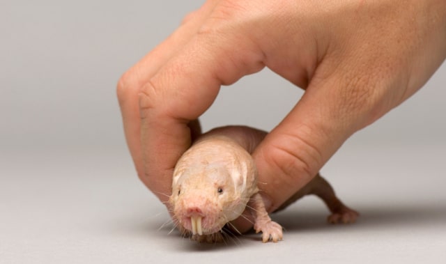 Tikus mol si penculik bayi tikus lain.  Foto: pbs.org