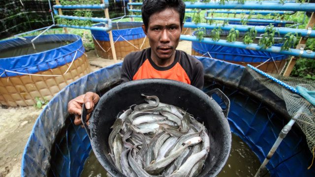 Seorang pembudidaya memperlihatkan ikan Lele saat dilakukan penyortiran di kolam bioflok di Desa Tanjung Langkahan, Aceh Utara, Aceh, Rabu (28/10/2020). Foto: Rahmad/ANTARA FOTO