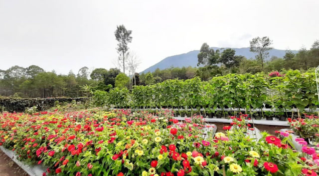 Taman bunga di Desa Argalingga, Kabupaten Majalengka. (Istimewa)