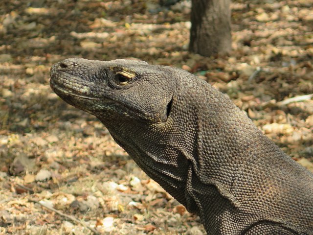 Komodo: Berapa Harga Kejemawaan Kita atas Warisan Dunia? (341120)