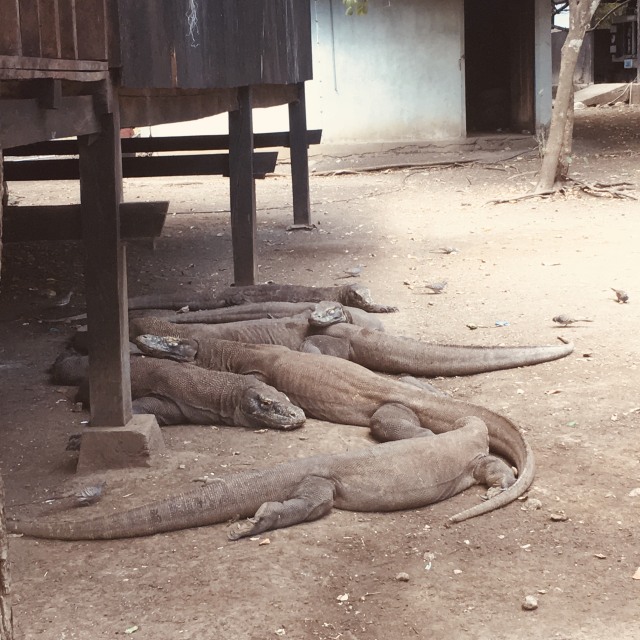 Komodo: Berapa Harga Kejemawaan Kita atas Warisan Dunia? (341123)
