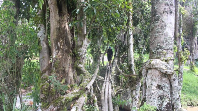 Jembatan akar dari dua pohon beringin di Desa Tondok Bakaru, Mamasa, Sulawesi Barat. Foto: Frendy/sulbarkini