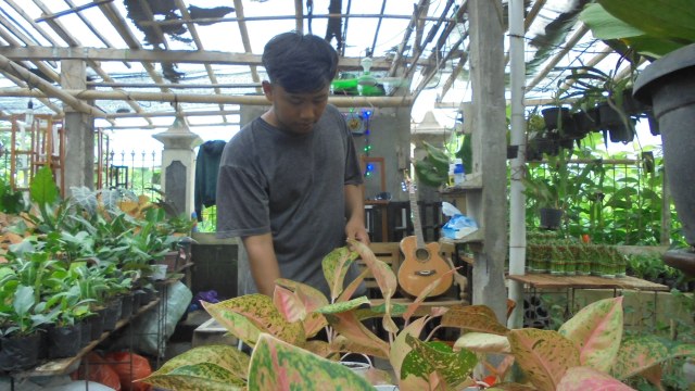 Fahri Imron Gunawan, penjaga salah satu lapak tanaman hias, Pasar Telagareja, Sleman. Foto: Widi Erha Pradana. 