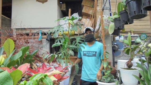 Tren Aglonema Naik Lagi, Pedagang Untung dan Konsumen pun Investasi (190207)