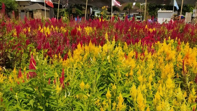 Warna-warni Bunga Celosia Menghiasi Taman Nangkula Park Kabupaten Tulungagung