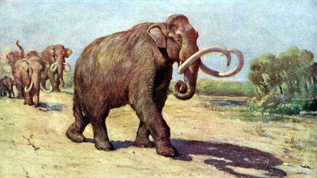 Ilustrasi mamut | Wikimedia Commons