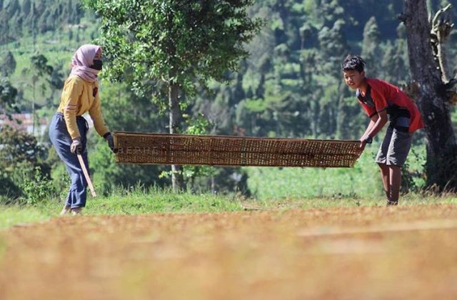 Petani Tembakau sedang Menjemur Tembakau