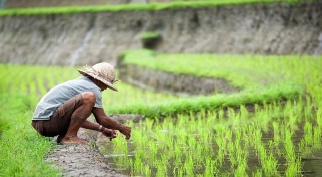 Ilustrasi Petani di sawah (Sumber: Kompasiana.com)