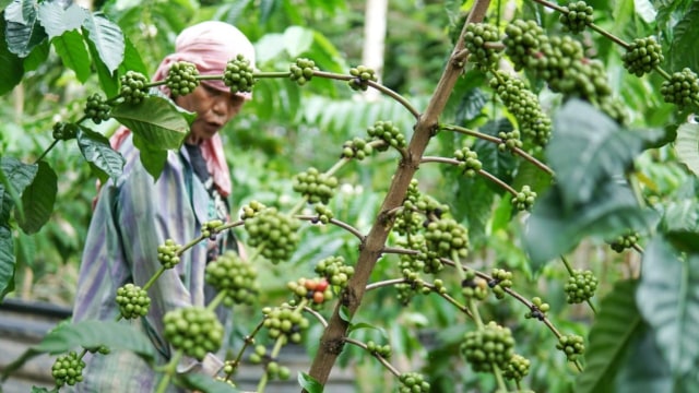 Pohon kopi robusta di Lamno, Aceh Jaya. Foto: Ahmad Ariska/acehkini 